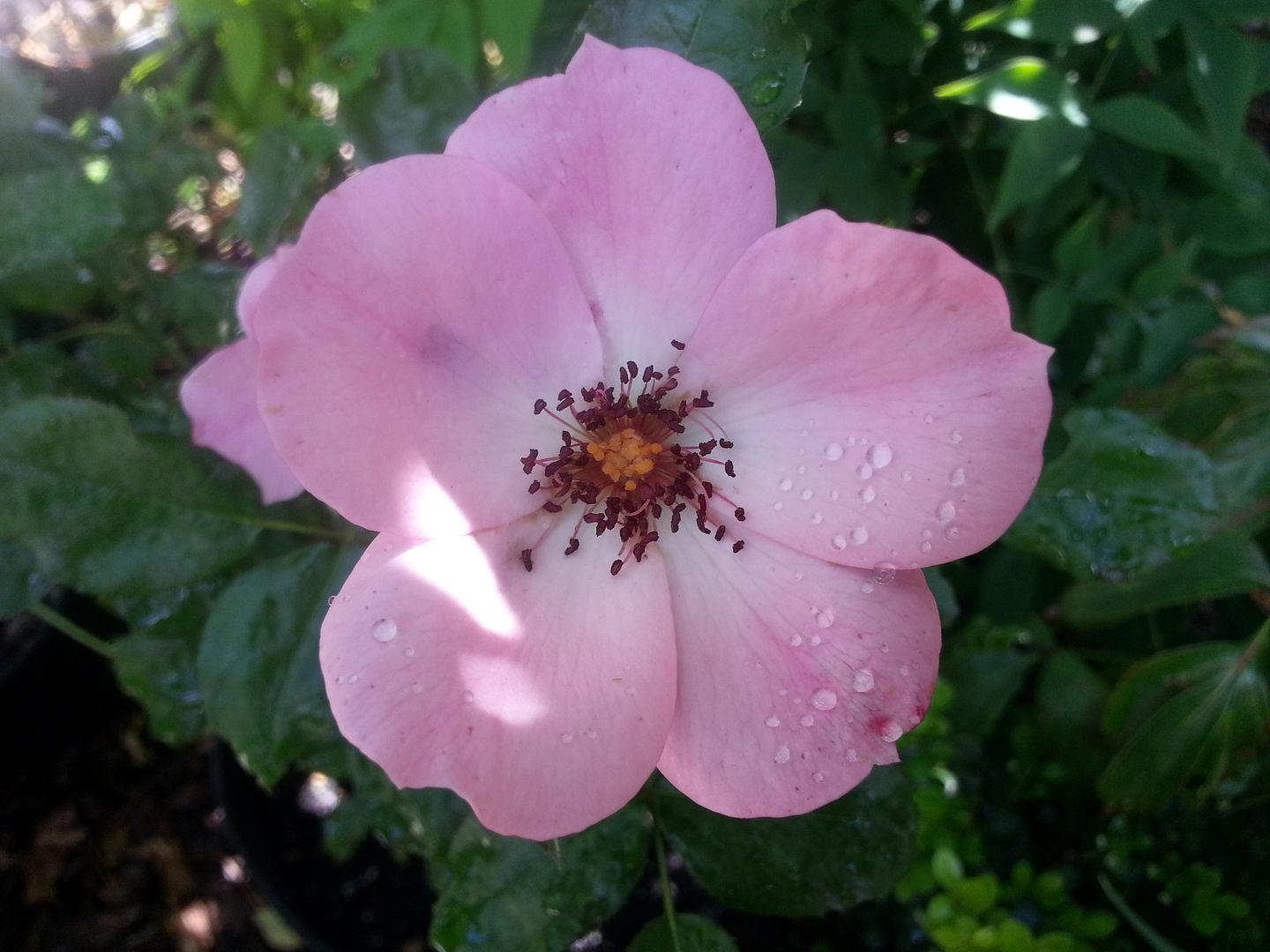 first light photo 20130601_153506_zps95c83cd9.jpg